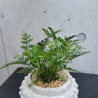 ダバリア
