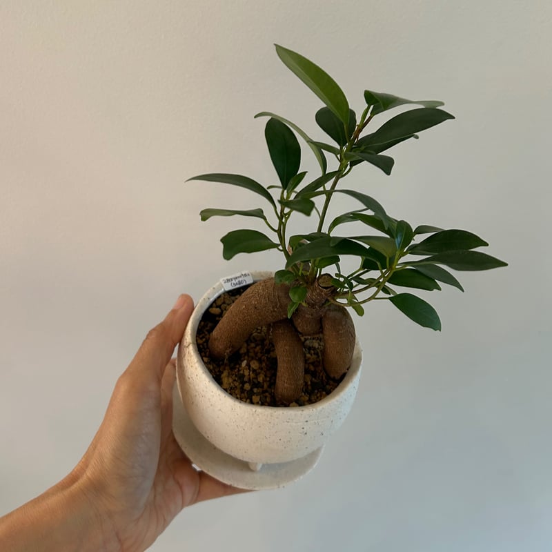 ガジュマル | on the leaf