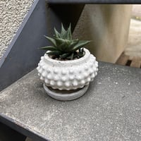 リミフォリア
