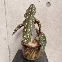 ベゴニアマクラータ