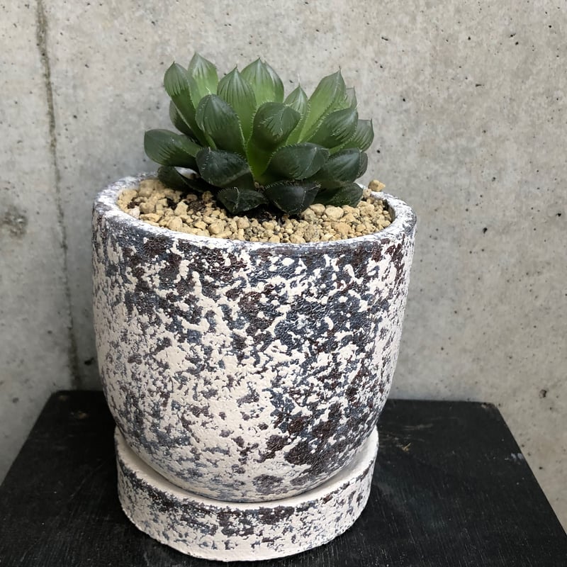 オブツーサ　巨窓赤線 オブツーサ 巨窓赤線 大窓赤線オブツーサ - 植物と暮らす m-plant