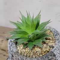 ハオルチア・巨窓赤線オブツーサ | on the leaf