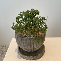 モナンテス アナゲンシス