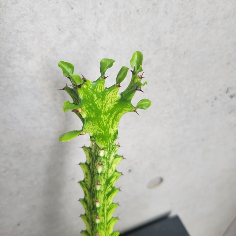 ⭐ユーフォルビア・イエローゴースト⭐ ユーフォルビア イエローゴースト Euphorbia lactea Yellow