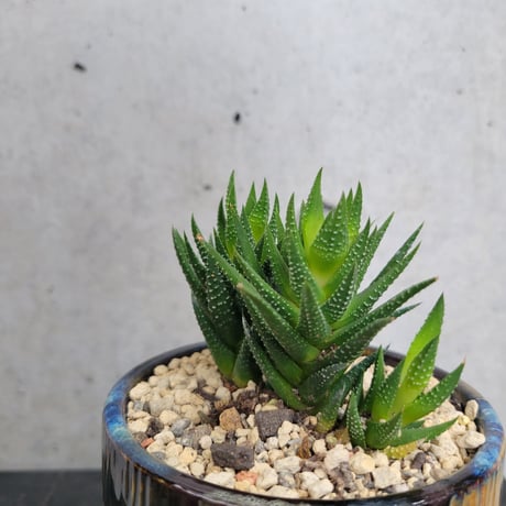 ハオルチア