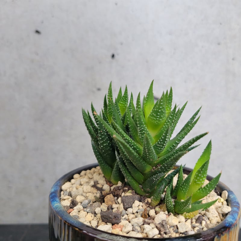 ハオルチア | on the leaf