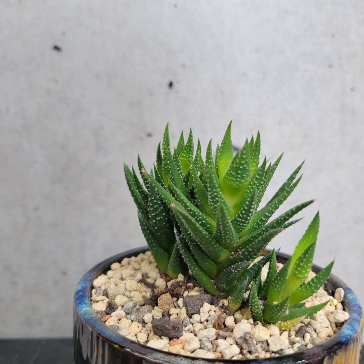 ハオルチア | on the leaf