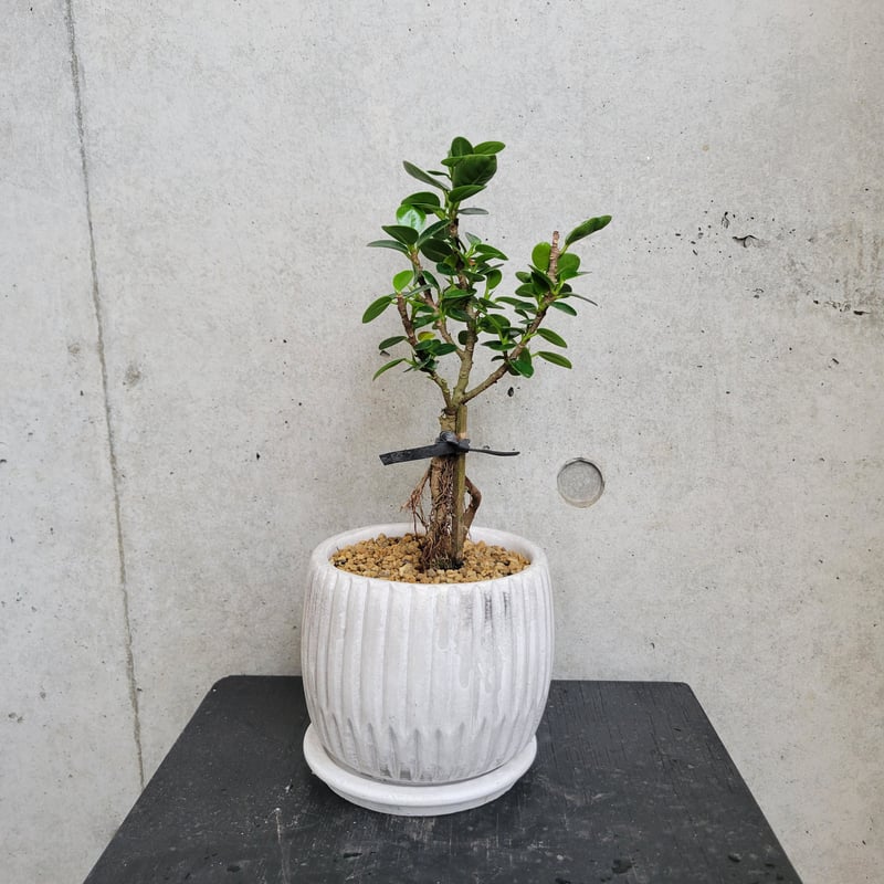 根上りパンダガジュマル | on the leaf