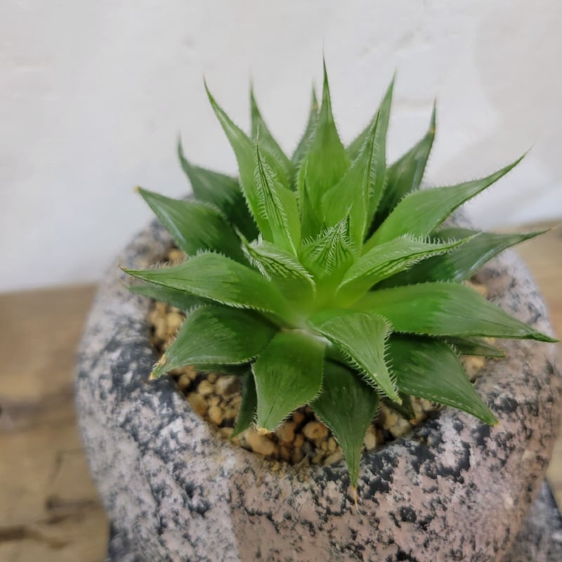 ハオルチア・アロエ aqua ハオルチア・アロエ aqua うちのハオルチア・アロエたち - 愛すべき