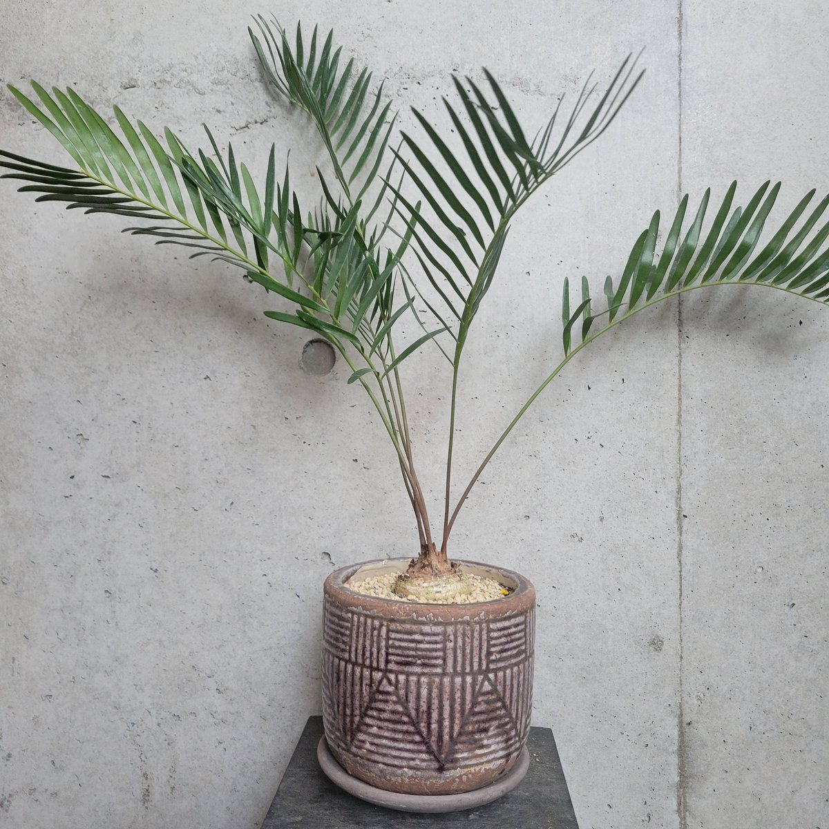 ザミア・フロリダーナ | on the leaf