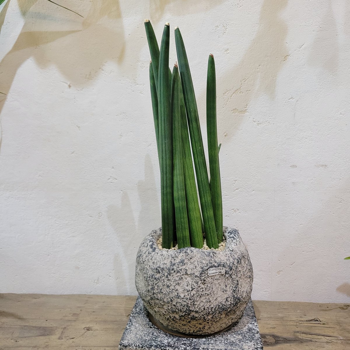 サンスベリア スタッキー サンスベリア・スタッキー