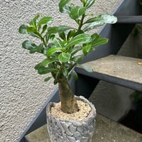 アデニウム