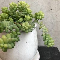 多肉植物　新タマツヅリ