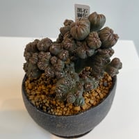 石化セレウス　黒獅子