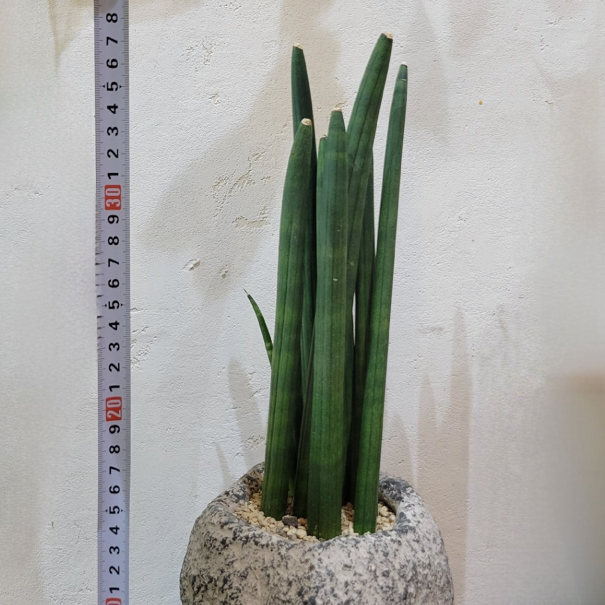 サンスベリア・スタッキー | on the leaf