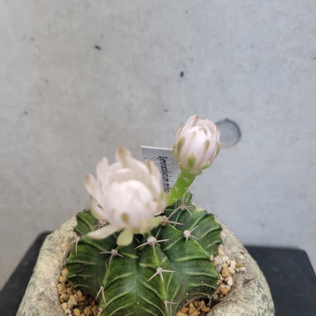 ギムノカリキウム 牡丹玉