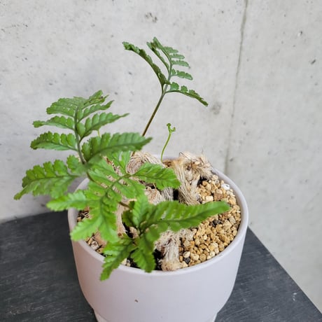 ネコノテシノブ（石化トキワシノブ）