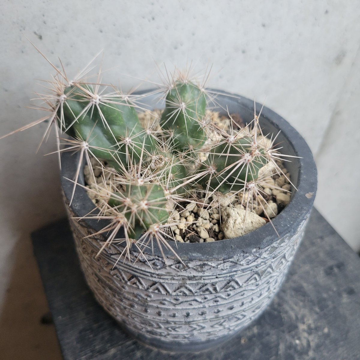 インビクタ　レア　ほぼ新品 インビクタ | on the leaf