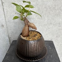 ガジュマル