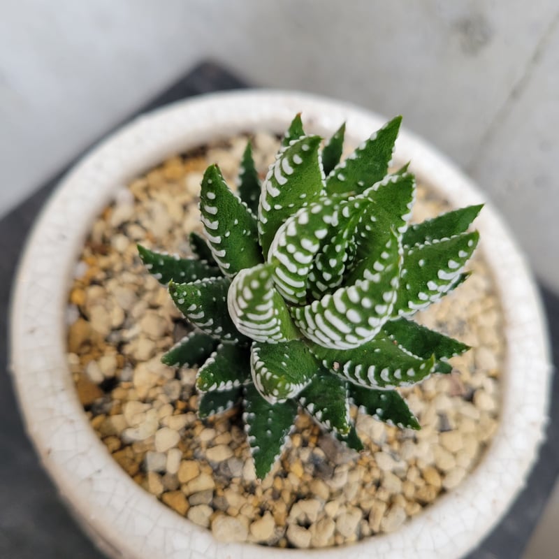 ハオルチア スーパーファシアータ | on the leaf