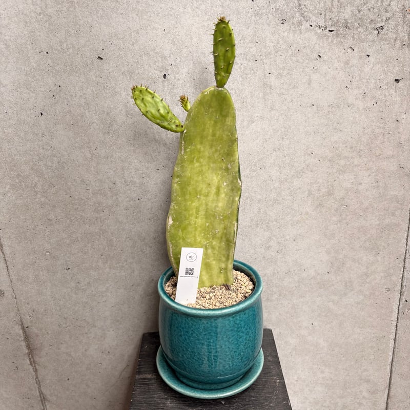 オプンチア コケニリフェラバリエガータ | on the leaf