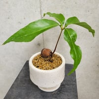 びっくりドングリ(Sサイズ)