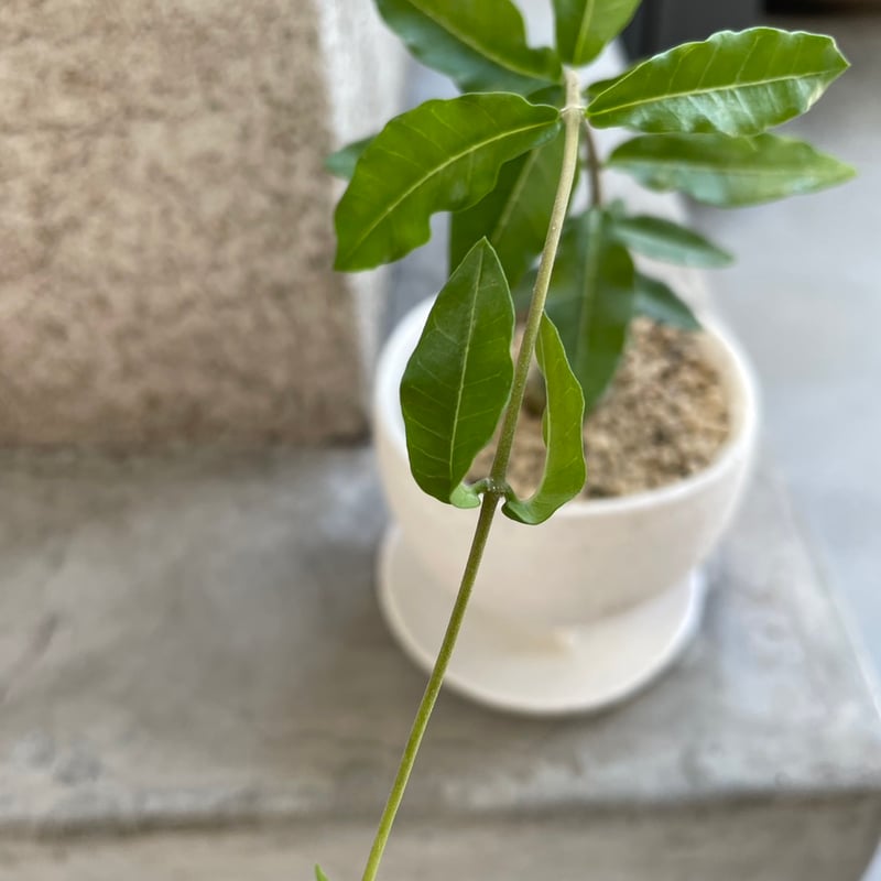 フォッケア エデュリス | on the leaf
