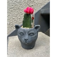 緋牡丹　ピンク