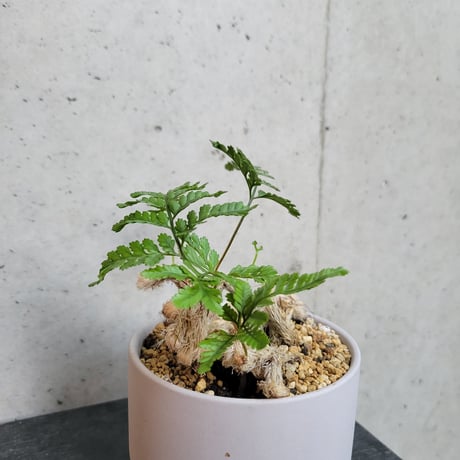 ネコノテシノブ（石化トキワシノブ）