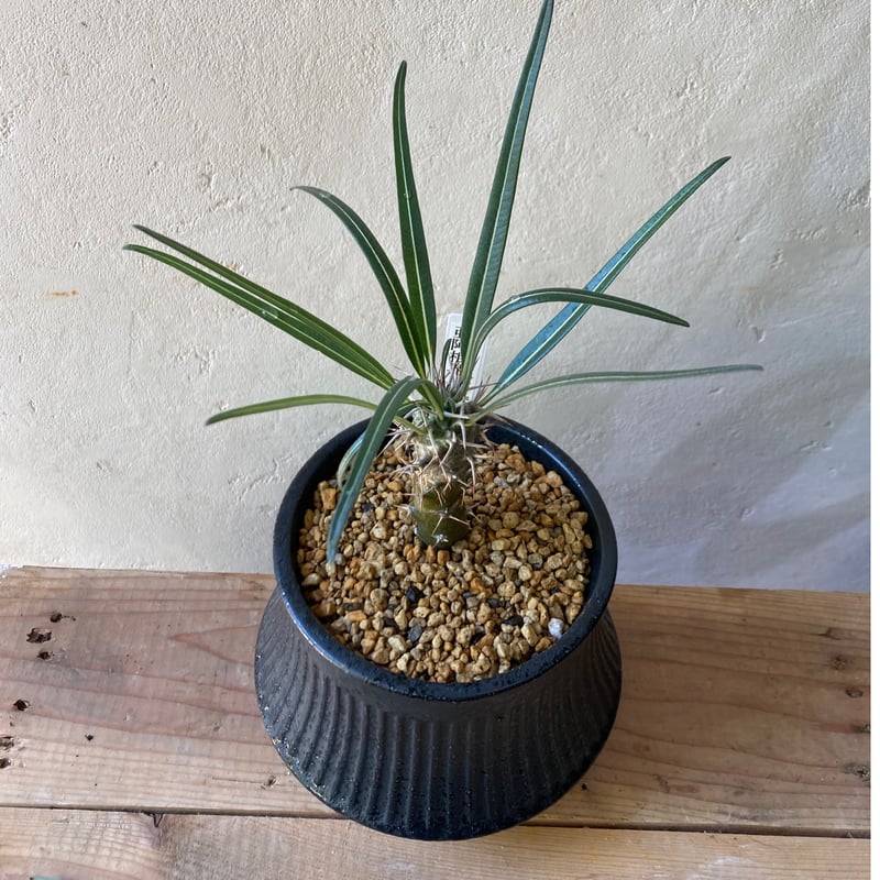 パキポディウム ゲアイー | on the leaf