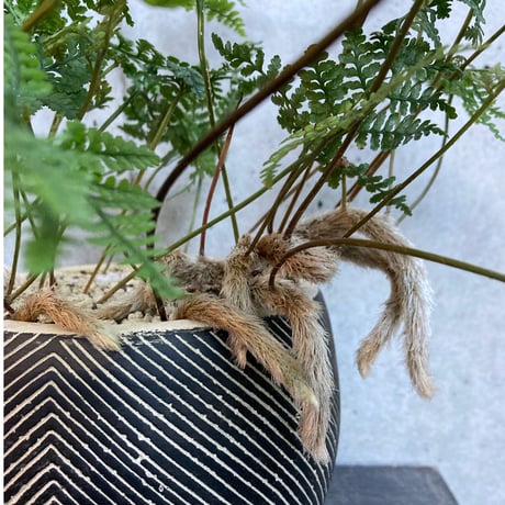 トキワシノブ