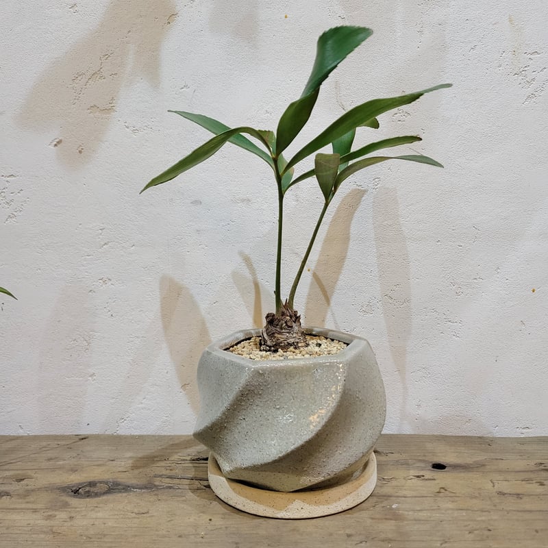 ソテツ　メキシコ　ソテツ　1 楽天市場】観葉植物 ザミア(メキシコソテツ) 3号ポット(個体