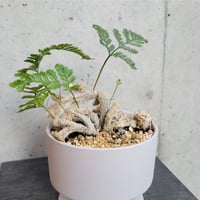 ネコノテシノブ（石化トキワシノブ）