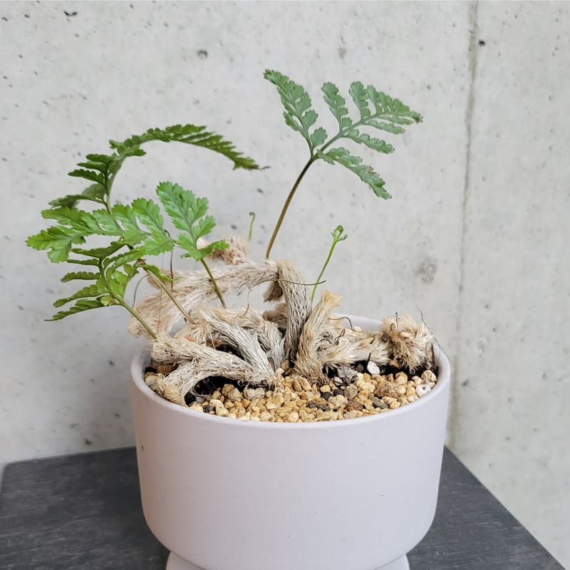 珍品 石化 トキワシノブ 仮名 猫の手 シダ植物 F 2025年最新