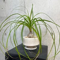 トックリラン