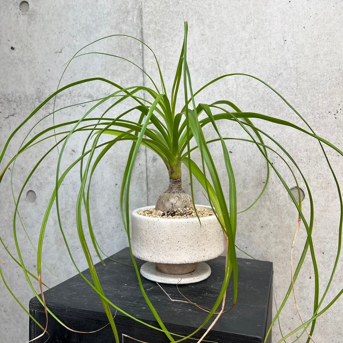 コア様リクエスト トックリラン50個 トックリラン | on the leaf