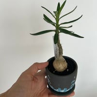 パキポディウム・サキュレンタム