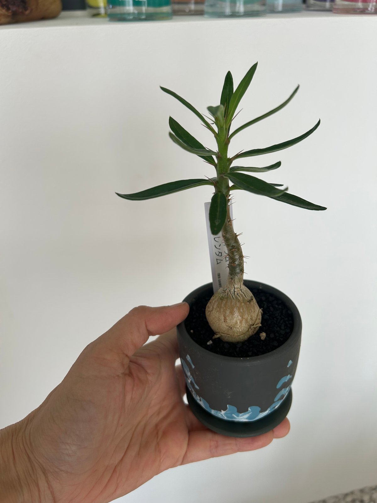 パキポディウム・サキュレンタム | on the leaf