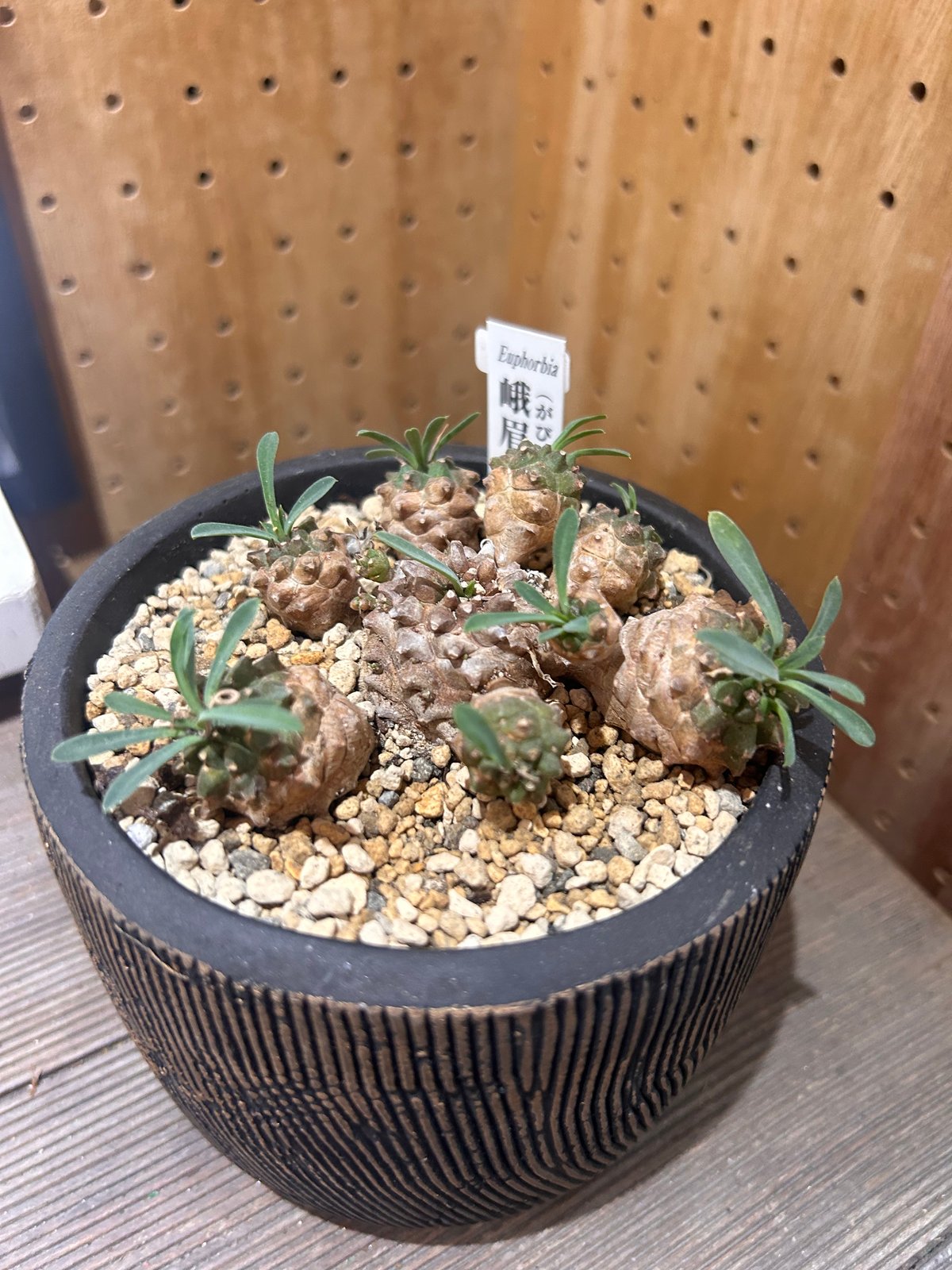 峨眉山 | on the leaf