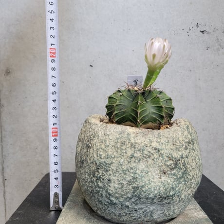 ギムノカリキウム 牡丹玉