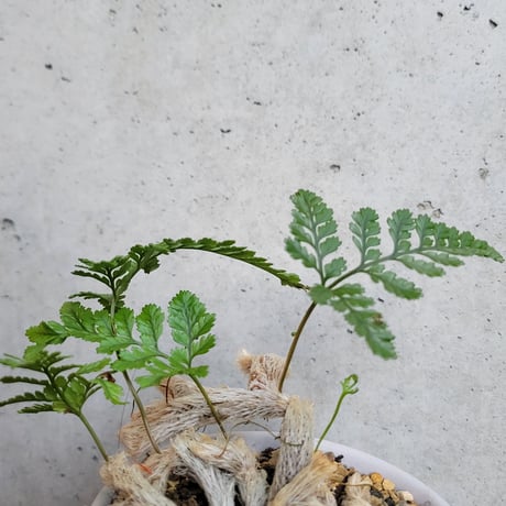 ネコノテシノブ（石化トキワシノブ）