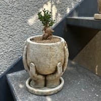 姫紅小松