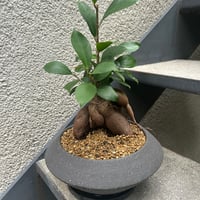 ガジュマル