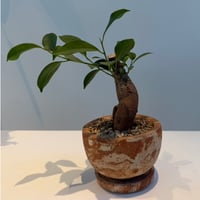 ガジュマル