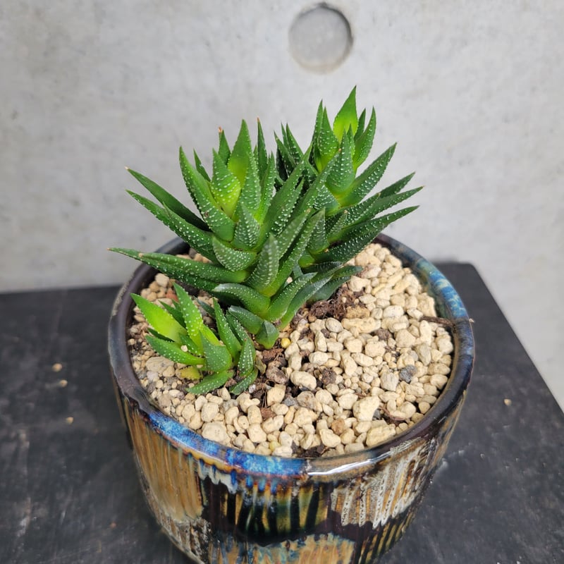 ハオルチア | on the leaf