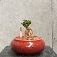 紅姫小松