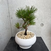 三河黒松