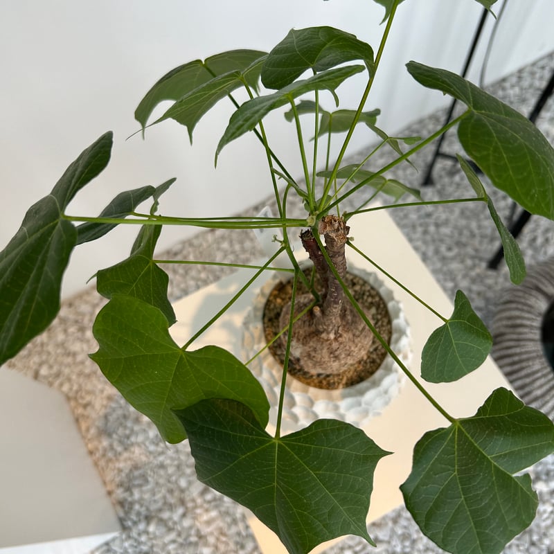 30000⤵️❇懸崖！ステルクリア・コロラタ 塊根10cm以上 ステルクリア コロラータ | on the leaf