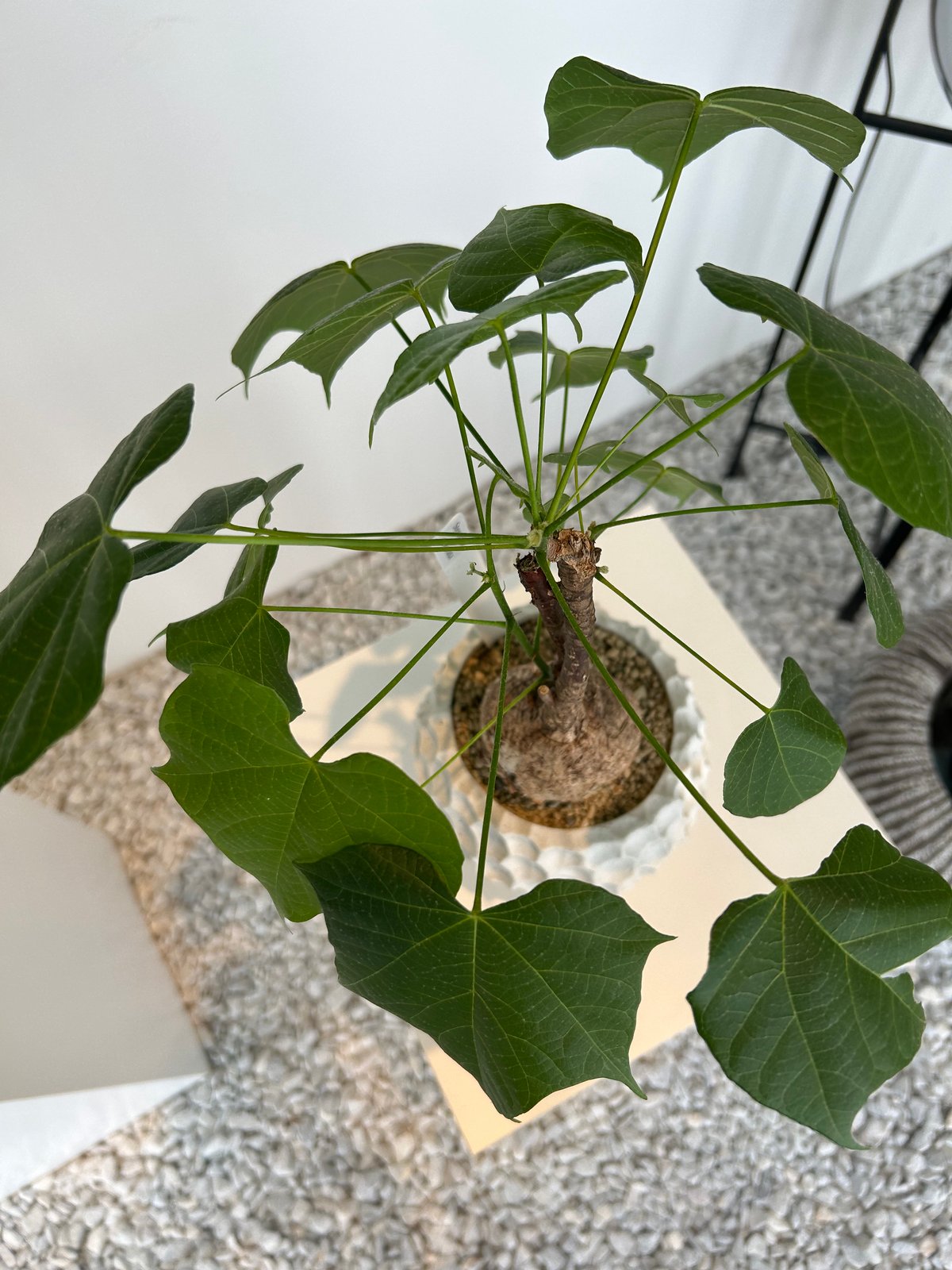 ステルクリア コロラータ | on the leaf