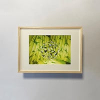 Atsushigraph「Fresh Green Gathering」ジークレー版画 (額装版) Preorder